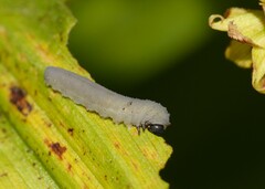 Phymatocera aterrima