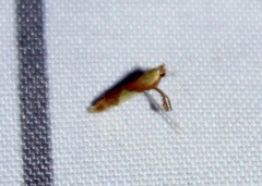 Caloptilia packardella