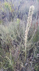 Drimia capensis