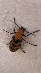 Cissites auriculata