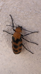 Cissites auriculata
