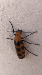 Cissites auriculata