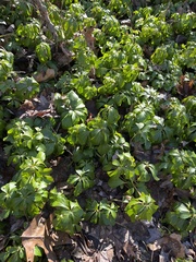 Pachysandra terminalis