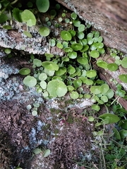Umbilicus rupestris