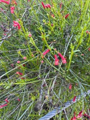 Gambelia juncea