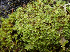 Tortella tortuosa