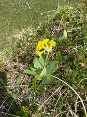 Primula auricula