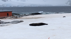 Leptonychotes weddellii