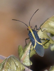 Hypselonotus linea