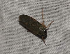Coelidiinae