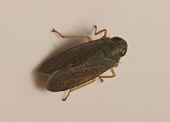 Coelidiinae