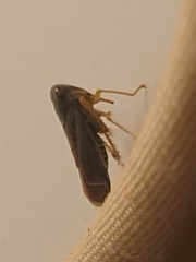 Coelidiinae