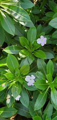 Impatiens sodenii