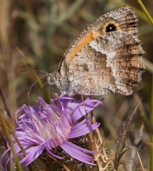 Pyronia cecilia