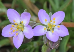 Spergularia rubra