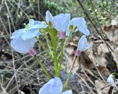 Cardamine californica