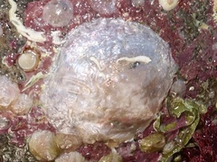 Heteranomia squamula