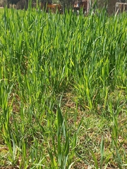 Phalaris canariensis