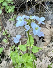 Cardamine californica