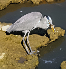 Ardea cinerea