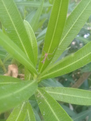 Stagmatoptera femoralis