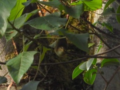 Phylloscopus umbrovirens