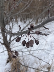 Pyrus calleryana