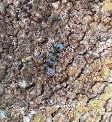 Cephalotes atratus