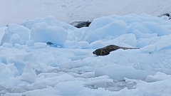 Leptonychotes weddellii