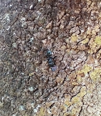 Cephalotes atratus