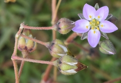 Spergularia rubra