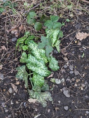 Arum italicum italicum