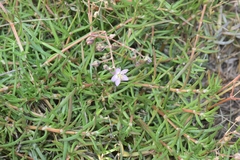 Spergularia rubra
