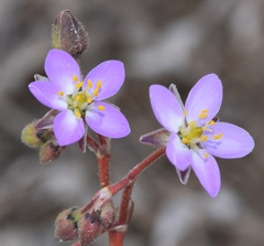 Spergularia rubra