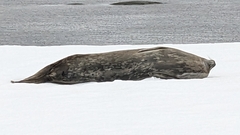 Leptonychotes weddellii