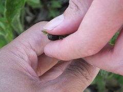 Chrysolina exanthematica