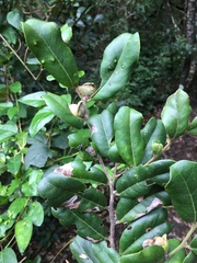 Diospyros impolita