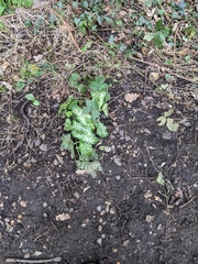 Arum italicum italicum