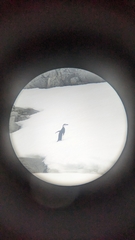 Pygoscelis antarcticus