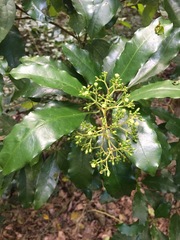 Eumachia collina