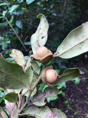 Diospyros impolita