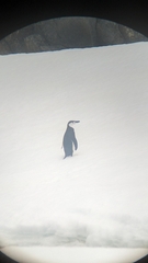 Pygoscelis antarcticus