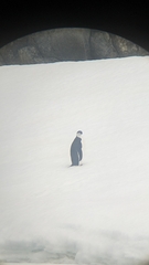 Pygoscelis antarcticus