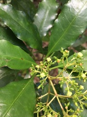 Eumachia collina