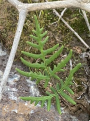 Pentagramma viscosa