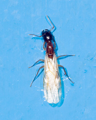 Pseudocolobopsis