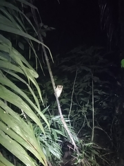 Phodilus badius badius