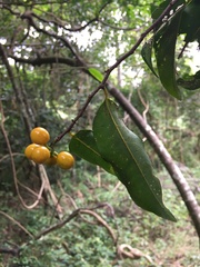 Huberantha nitidissima