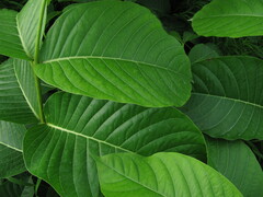 Holarrhena pubescens