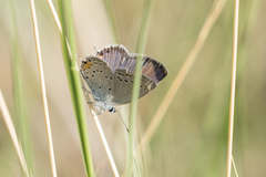Cupido amyntula